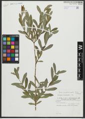 Foto von Salix amplexicaulis Bory